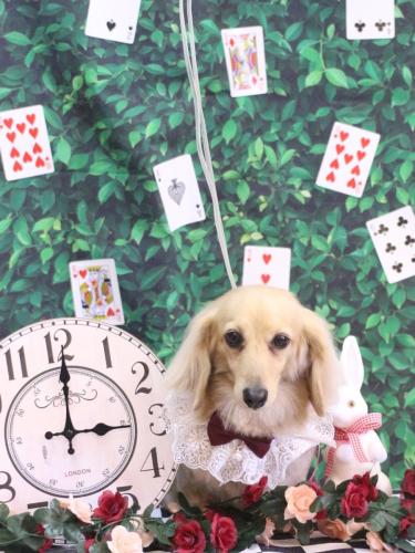 20250415こはるちゃん